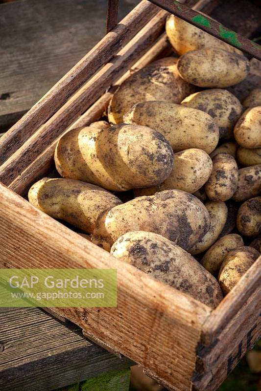 Harvested second maincrop potatoes in a wooden trug - Solanum tuberosum - Jersey Royal syn. 'International Kidney'.