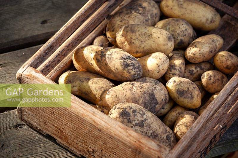 Harvested second maincrop potatoes in a wooden trug - Solanum tuberosum - Jersey Royal syn. 'International Kidney'