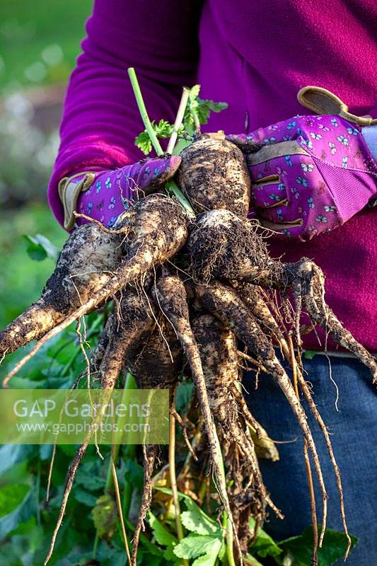 Lifting parsnips - Pastinaca sativa - after the first frosts.