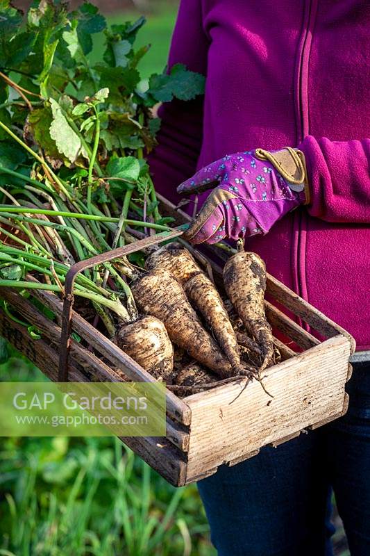 Lifting parsnips - Pastinaca sativa - after the first frosts
