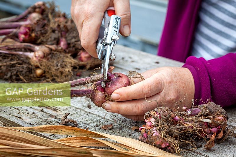 Storing lifted gladiolus bulbs over winter - removing dead foliage before putting away. 
