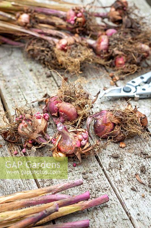 Storing lifted gladiolus bulbs over winter - removing dead foliage before putting away