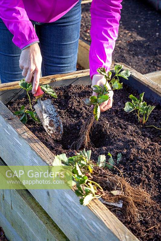 Planting strawberry bare root runners in a raised bed. 