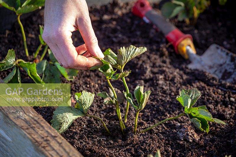 Planting strawberry bare root runners in a raised bed. Tugging leaves to check they're firmly planted. 