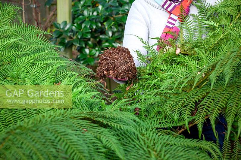 Protecting a tree fern over winter. Covering the crown with straw or hay