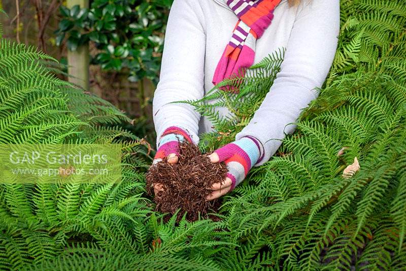 Protecting a tree fern over winter. Covering the crown with straw or hay