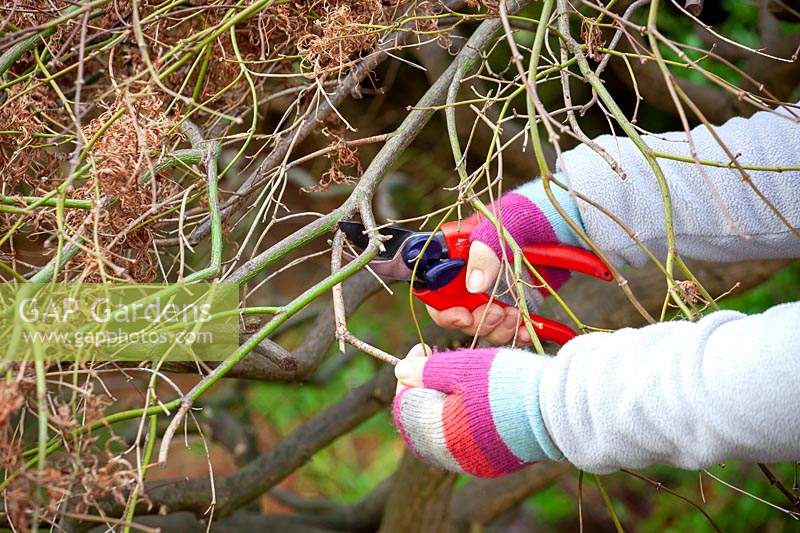 Lightly pruning Acer palmatum dissectum before winter. Removing old wood with secateurs.
