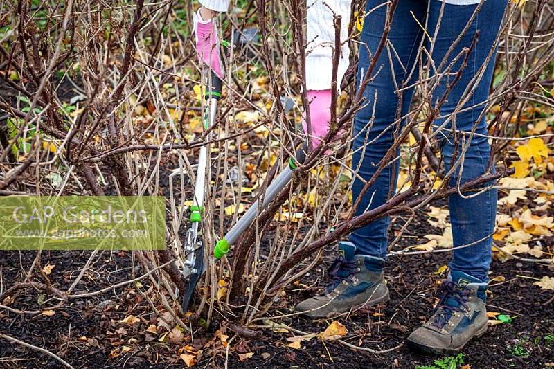 Removing old stems from redcurrants in winter with long handled loppers. Ribes rubrum 'Jonkheer Van Tets'