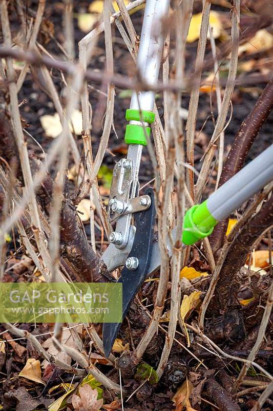 Removing old stems from redcurrants in winter with long handled loppers. Ribes rubrum 'Jonkheer Van Tets'.