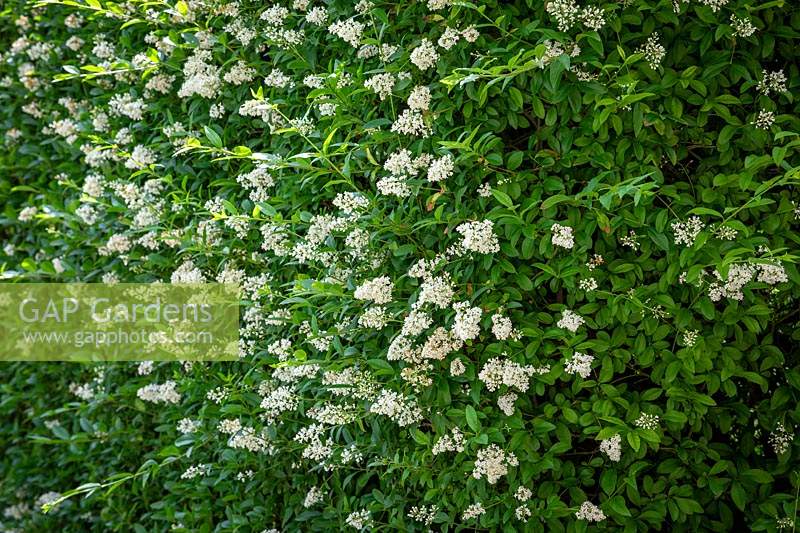 Privet hedge in flower - Ligustrum ovalifolium