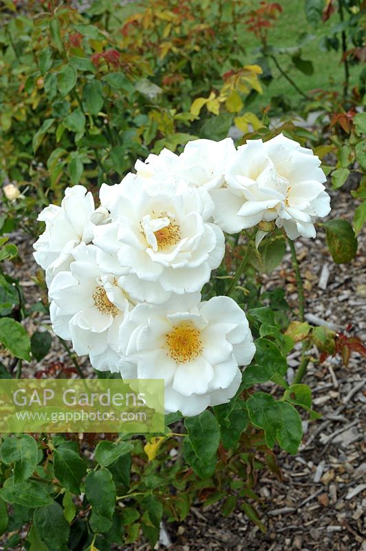Rosa 'Land Of The Long White Cloud' - Rose 'Land Of The Long White Cloud' 