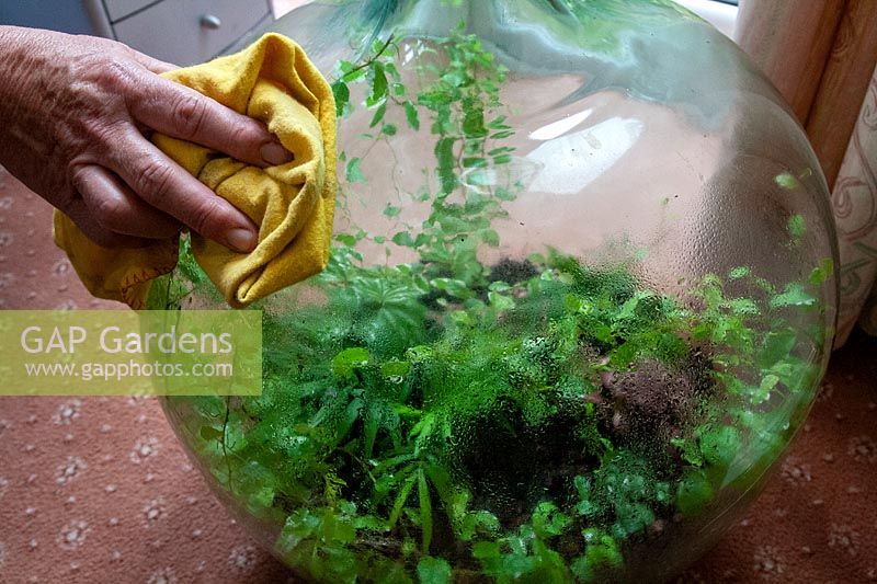 Cleaning the outside of a Terrarium