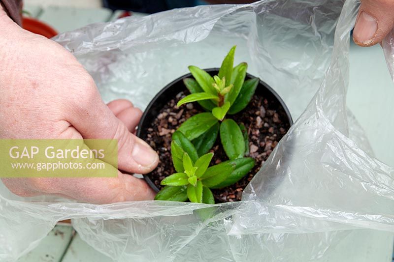 Propagating a Columnea krakatua from stem cuttings, standing in a thin polythene bag to reduce moisture loss
