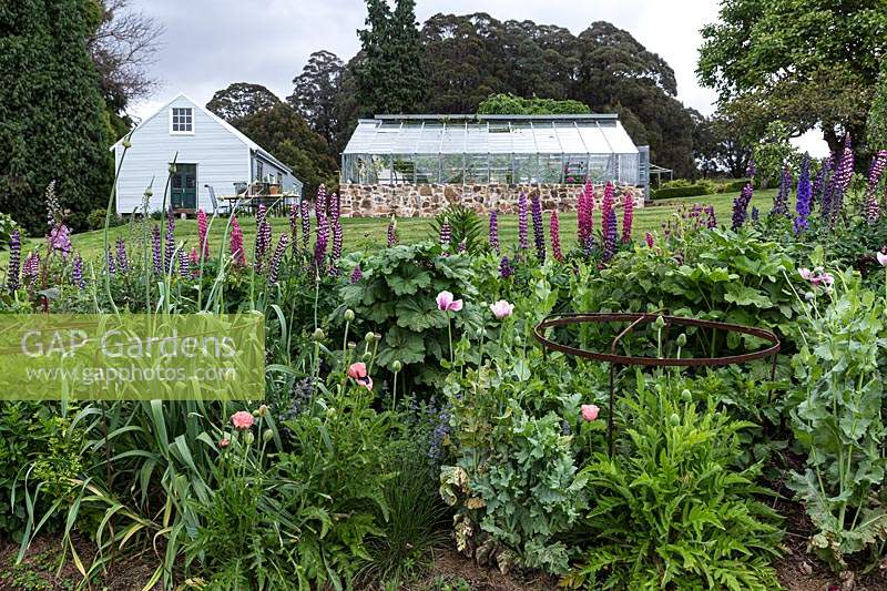 View over perennial bed with Lupinus polyphyllus - Lupin - and Papaver somniferum - Opium Poppy already in flower and metal plant supports in place for later-emerging Dahlia and ornamental Allium, traditional nursery glasshouse beyond