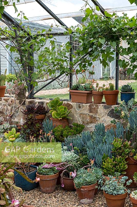 A display of potted cacti and succulents in a variety of pots and containers inside a glasshouse sitting on gravel mulch, Vitis vinifera - Grape Vine - trained up sides