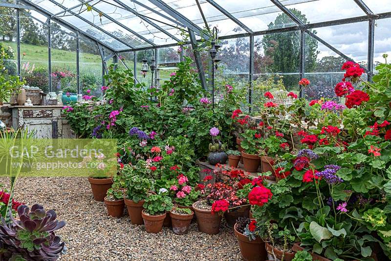 A display of potted plants inside a nursery glasshouse featuring a collection of flowering Pelargonium on gravel floor