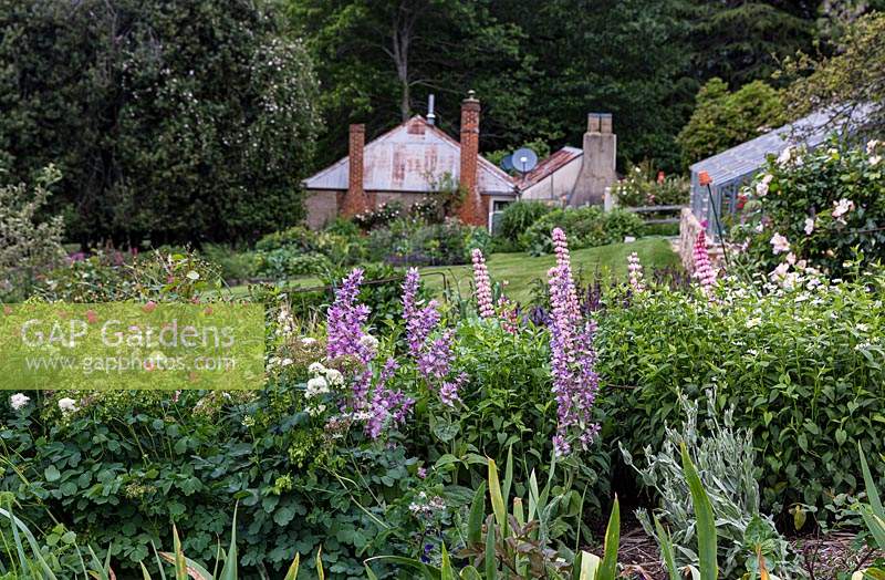 View over herbaceous perennial border with flowering Salvia and Lupinus - Lupin to an old farmhouse with corrugated iron roof and brick chimneys, beyond mature trees