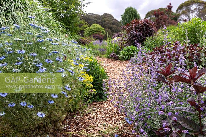 A low angle view of a bark mulched path in a border with a multi layered planting of annuals and perennials, Nigella - Love-in-a-mist and Nepeta - Catmint and Persicaria 'Red Dragon' in foreground