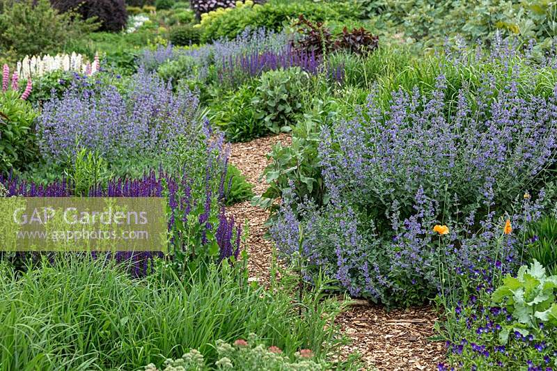 A herbaceous perennial bed with a winding bark mulched path and a planting of flowering plants and grasses, featuring Nepeta x faassenii - Catmint and Salvia superba, repeat planting along path