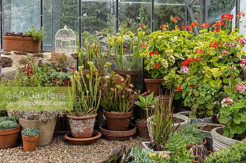 A group of pot plants in a glasshouse on gravel, plants include: succulents, carnivorous plants and flowering Pelagonium