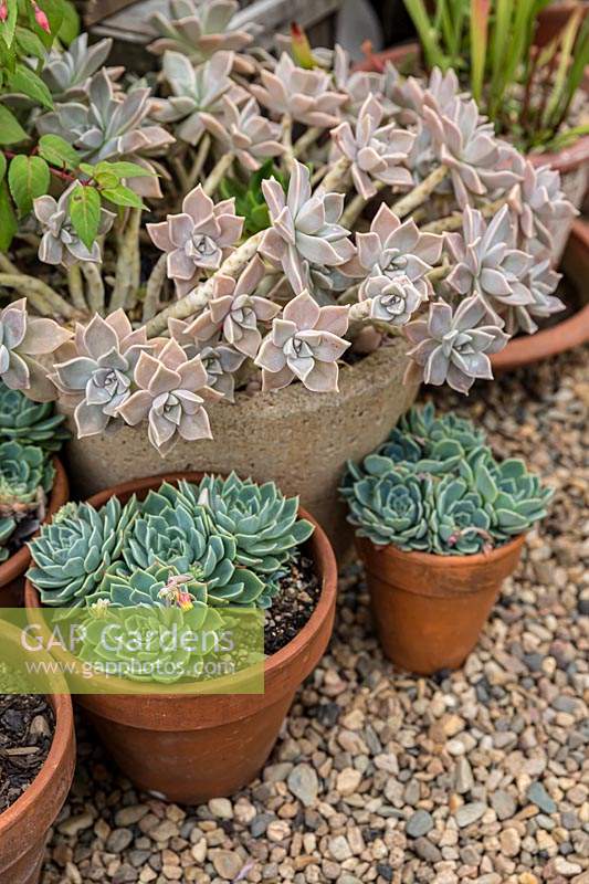 A group of potted succulents sitting on gravel mulch, Echeveria secunda and Graptopetalum paraguayense - Ghost Plant