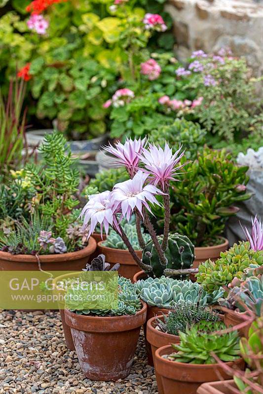 Echinopsis oxygona - Easter Lily - in flower, in a pot surrounded by potted succulents