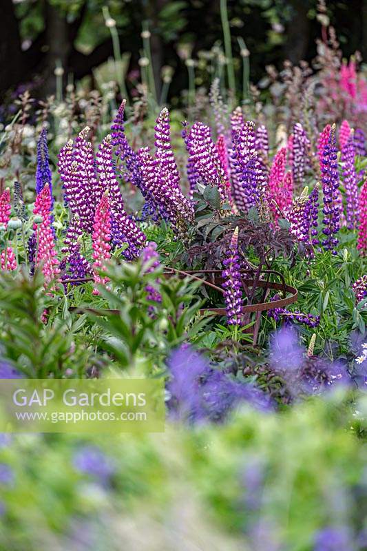 A drift planting of Lupinus polyphyllus - Lupin - with tall spikes covered with mutliple flowers, an shades of pink and purple and some bi-coloured varieties