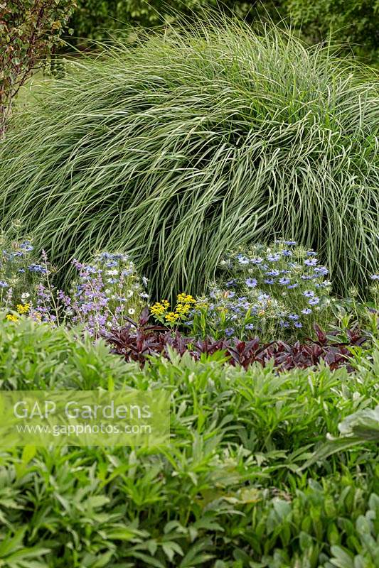 An ornamental grass Miscanthus sinensis 'Flamingo', in an herbaceous perennial bed as a feature plant with blue flowering Nigella damascene - Love-in-a-mist