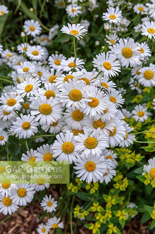 Close up of a Leucanthemum vulgare - Oxeye Daisy - flowers