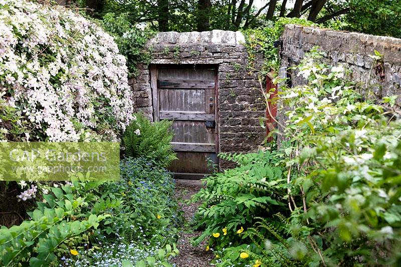 Rustic garden door and Clematis montana rubens at Millgate House Garden, North Yorkshire, UK