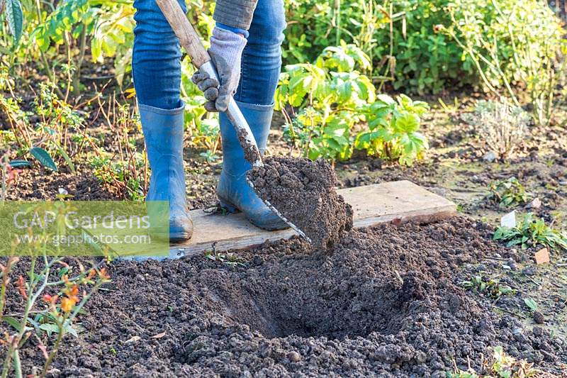 Woman digging hole in border using a fork ready for transplanting a shrub