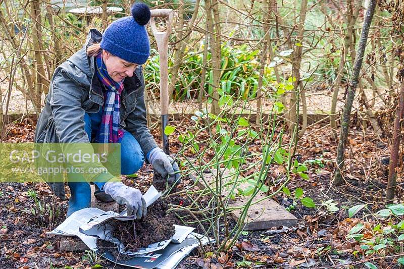 Woman wrapping lifted rose shrubs in newpaper in order to protect the roots against the cold and wind