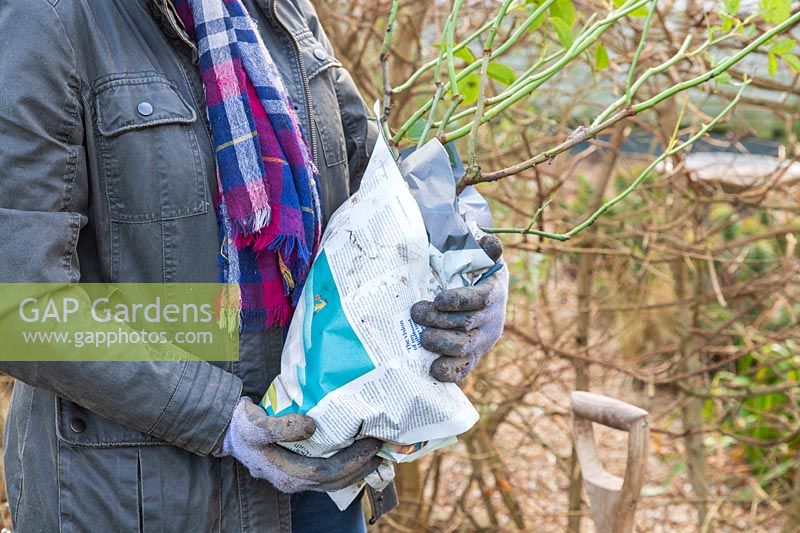Woman carrying a rose shrubs with newspaper wrapped root ball