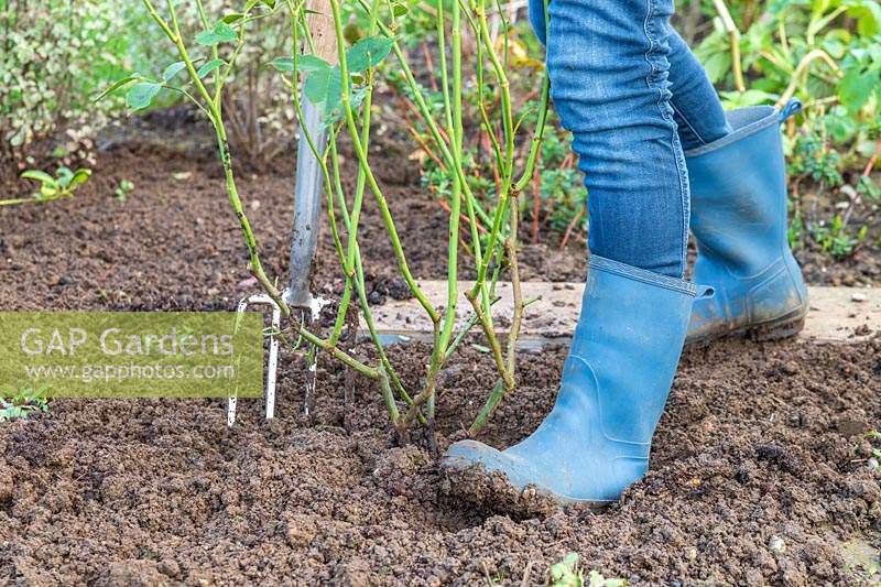 Woman using boot to firm soil around newly planted rose shrub