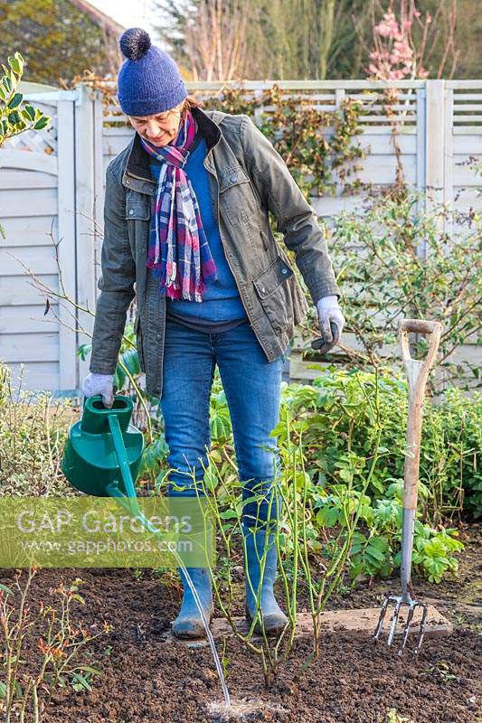 Woman watering newly planted rose shrubs using a watering can