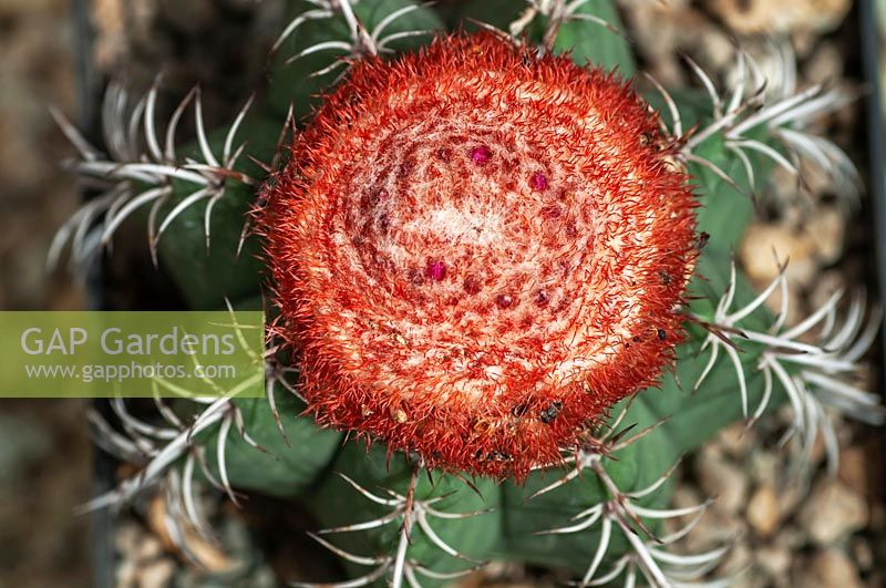 Melocactus matanzanus - Dwarf Turk's-cap Cactus 
