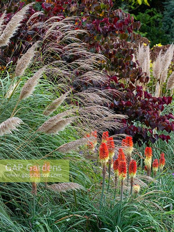 Cortaderia selloana 'Pumila'- Pampas grass 'Pumila', Miscanthus sinensis 'Kaskade' and Kniphofia 'Royal Standard' - Red Hot Poker 'Royal Standard' 