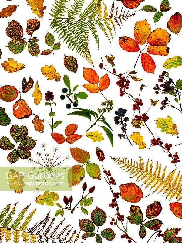 Bramble leaves, oak leaves, bracken fronds changing colour in autumn against white background 