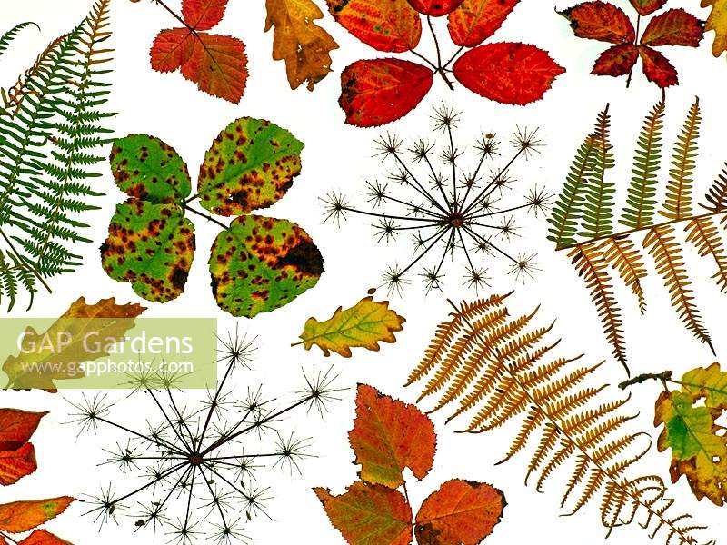 Bramble leaves, oak leaves, bracken fronds, Torilis japonica - Hedge Parsley, changing colour in autumn against white background. 