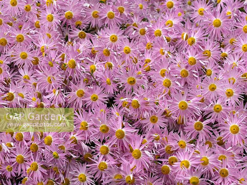 Chrysanthemum 'Pink Procession' 