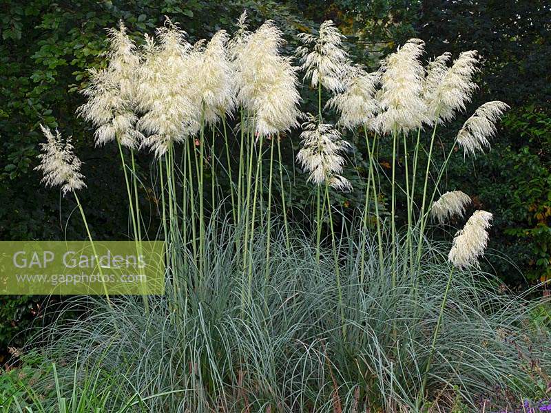 Cortaderia selloana 'White Feather' - Pampas Grass 'White Feather' 