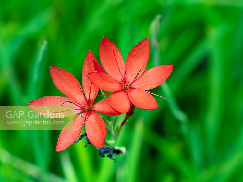 Hesperantha coccinea 'Major' - Crimson flag lily 'Major'
