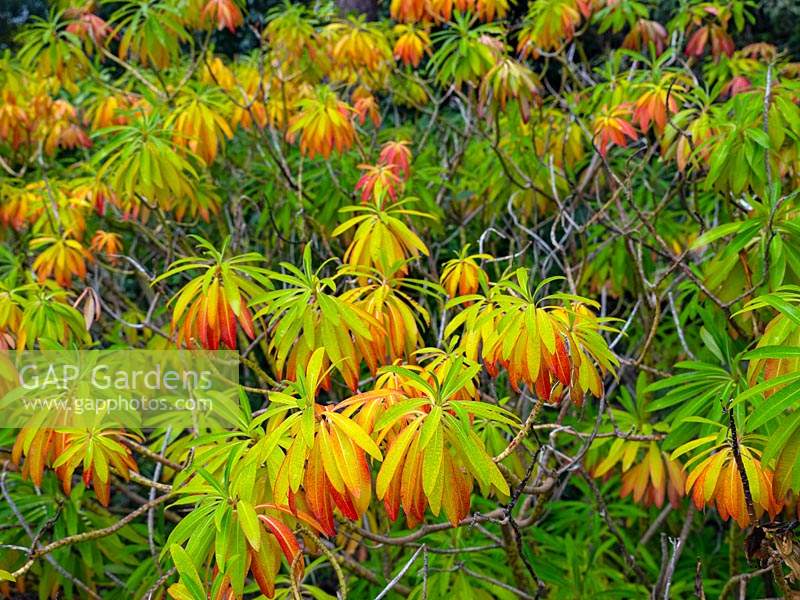 Euphorbia mellifera - Canary spurge - Leaves changing colour 