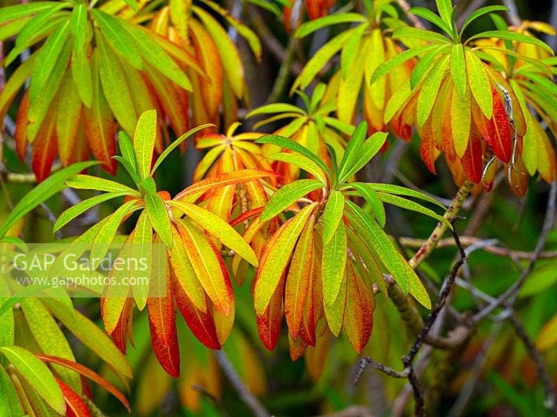 Euphorbia mellifera - Canary spurge - Leaves changing colour
