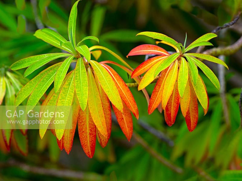 Euphorbia mellifera - Canary spurge - Leaves changing colour
