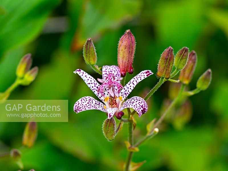 Tricyrtis hirta - Japanese toad lily
