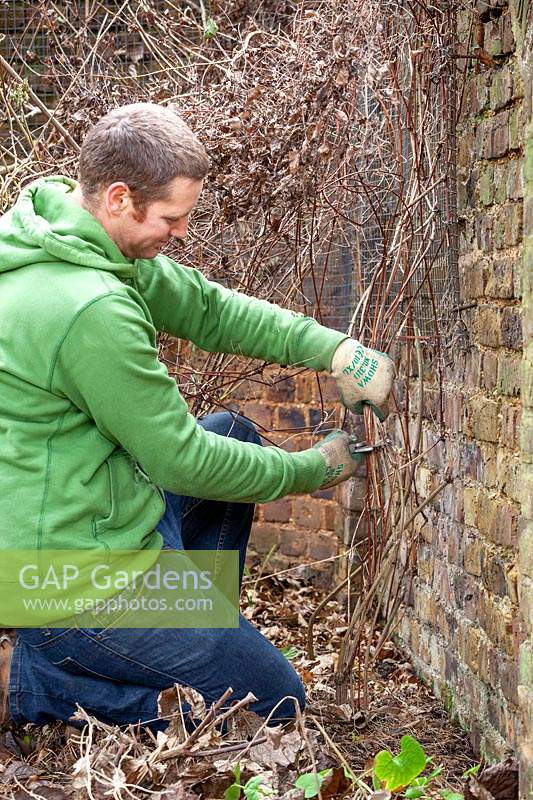 Pruning a late flowering type-3 clematis by cutting hard back close to the ground in winter. 