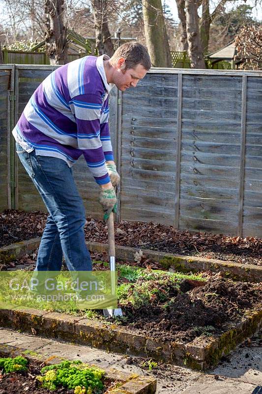 Digging in green manure - Phacelia tanacetifolia - Scorpion weed - in a border in the vegetable garden