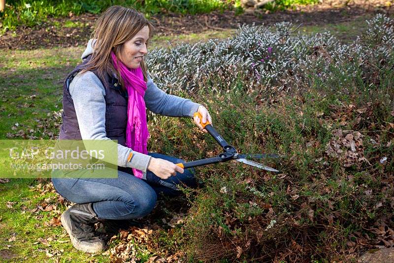 Trimming back summer flowering heathers with hand shears in spring.
