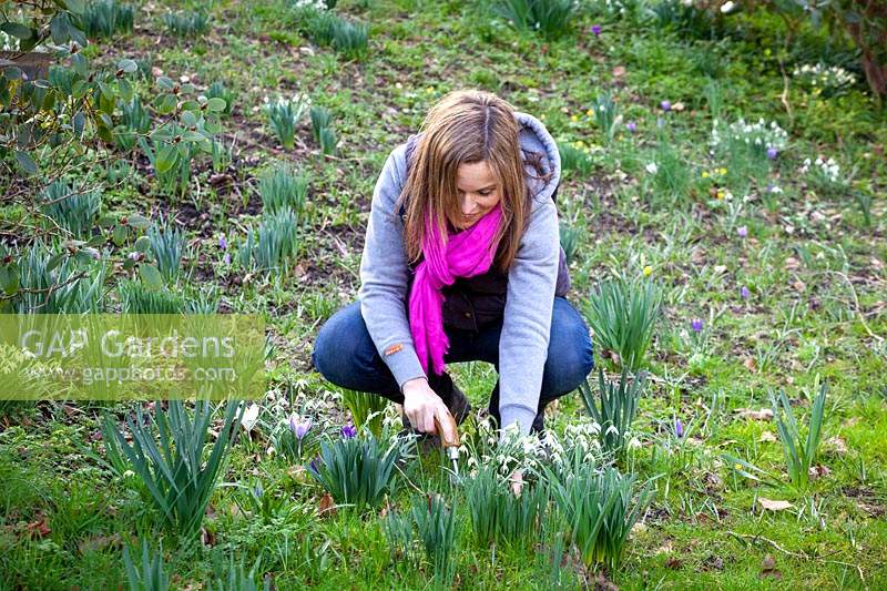 Digging up and dividing clumps of snowdrops - Galanthus nivalis - after they have flowered - known as 'in the green'